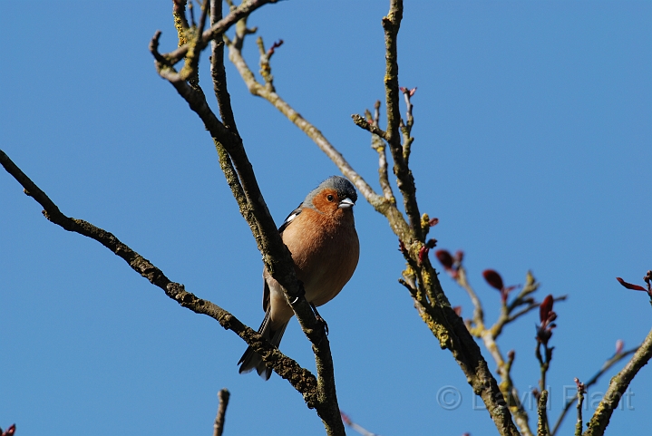 Chaffinch male - F.JPG - Chaffinch, male - Cotswolds